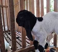 Ukuran Kambing 3 Bulan